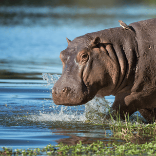 Murchison Falls: 4-Hour Game Drive with Optional Boat Cruise