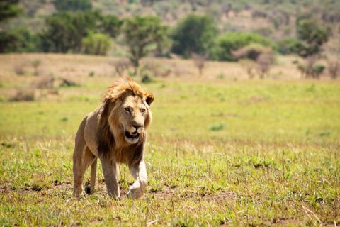 Queen Elizabeth: 4-Hour Game Drive & Optional Boat Cruise