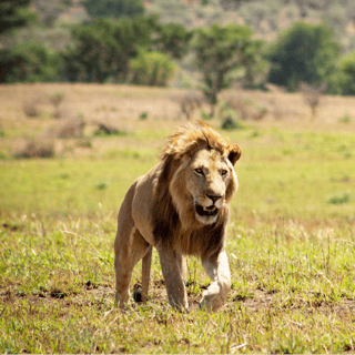 Queen Elizabeth: 4-Hour Game Drive & Optional Boat Cruise