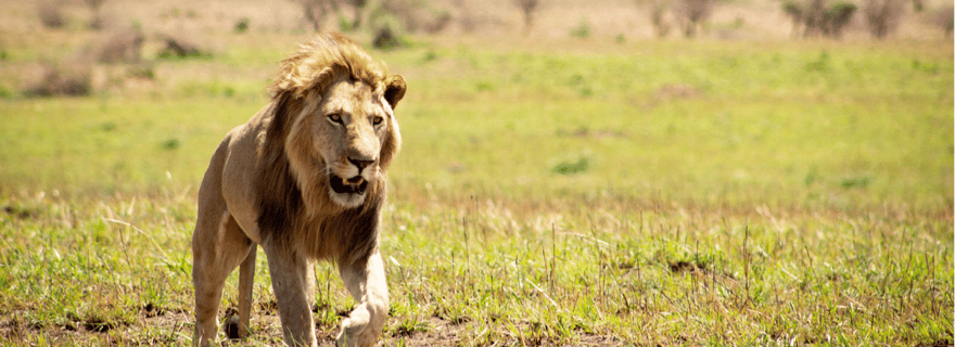 Reine Elizabeth : 4 heures de safari et croisière en bateau en option