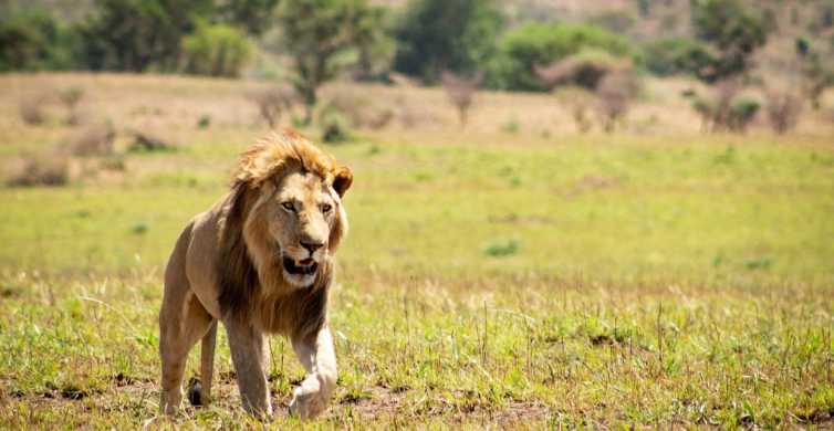 Queen Elizabeth 4 Hour Game Drive & Optional Boat Cruise GetYourGuide