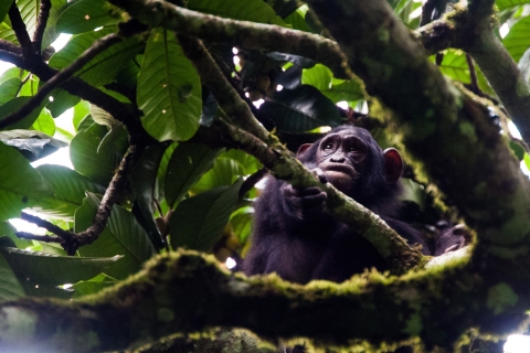 Tour de trekking de chimpancés de 2 días por el Parque Nacional Queen Elizabeth