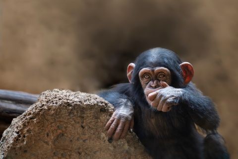 Queen Elizabeth National Park 2-Day Chimpanzee Trekking Tour