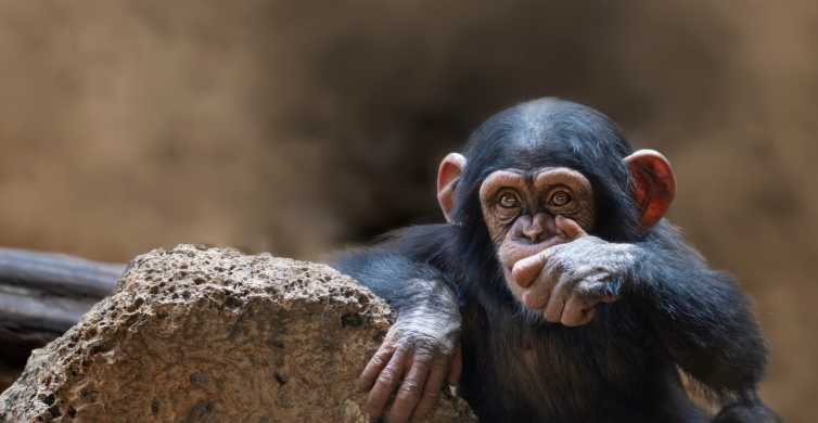 Queen Elizabeth National Park 2 Day Chimpanzee Trekking Tour GetYourGuide