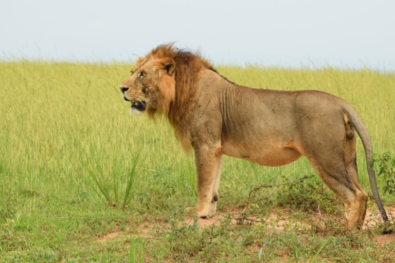 Kampala: Queen Elizabeth National Game Park Safari de 2 días