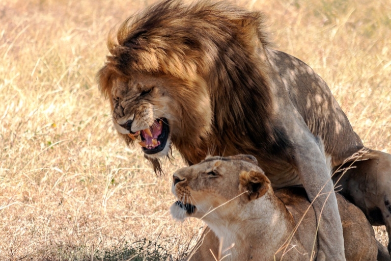 Kampala: safari de 2 jours au parc national de jeu Queen Elizabeth