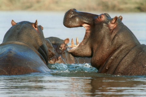 Kampala: Queen Elizabeth National Game Park Safari de 2 días
