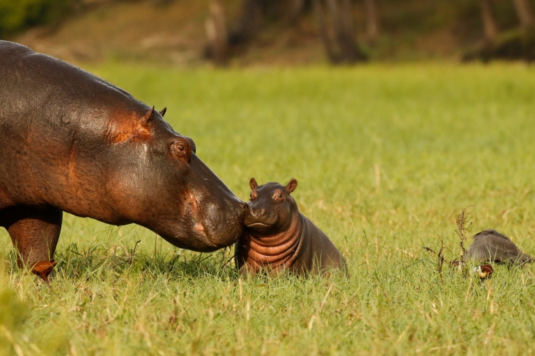 Kampala: Queen Elizabeth National Game Park 2-Day Safari