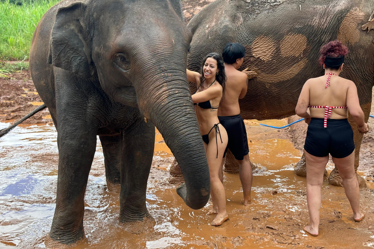 Chiang Mai : Visite du Doi Inthanon et du sanctuaire des éléphantsPrise en charge à l&#039;hôtel