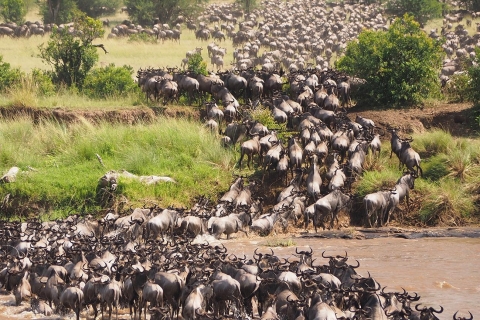Tansania: 3 Tage Campingsafari in der Serengeti & NgorongoroGruppentour mit Unterkunft in der Lodge