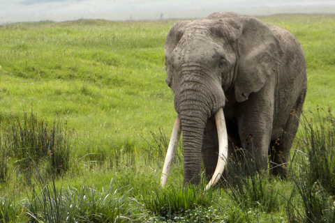 Serengeti en Ngorongoro: 2-daagse 3-daagse kampeersafariGroepstour met logiesaccommodatie