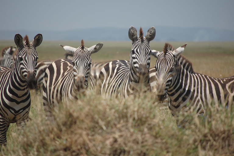 Serengeti and Ngorongoro: 2-Night 3-Day Camping Safari Group Tour with Lodge Accommodation