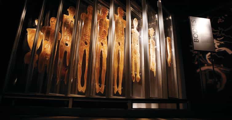 Las Vegas: BODIES | The Exhibition at the Luxor photo 7