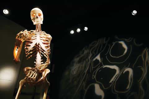ラスベガス：「BODIES | The Exhibition」ルクソールにて - 2026件