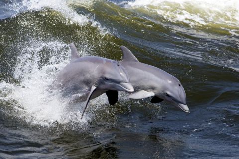 Hilton Head Island: Rejs z delfinami