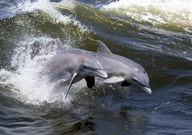 Hilton Head Island: Dolphin Nature Cruise