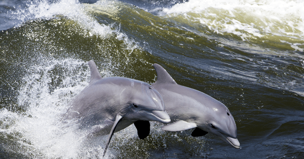 holiday dolphin cruise hilton head