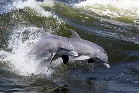 Hilton Head Island: Dolphin Nature Cruise
