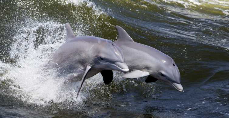 Hilton Head Island Dolphin Nature Cruise