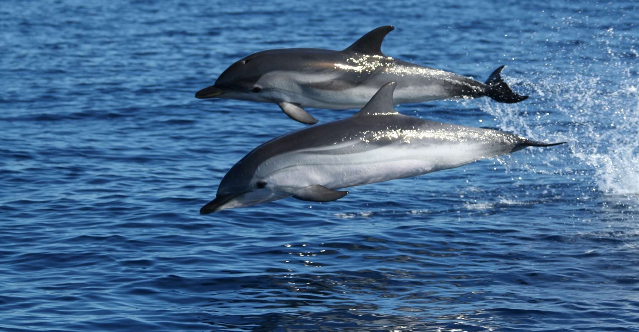 Olbia, Dolphin Watching & Snorkeling Tour en barco cerca de Figarolo - Hizvo