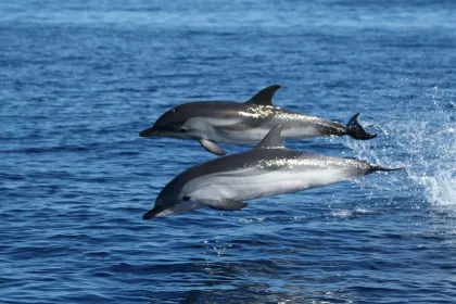 Olbia: Delfinbeobachtung & Schnorcheln Bootstour bei Figarolo