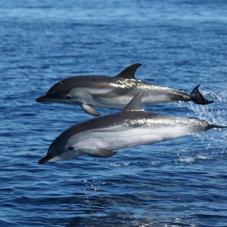 Olbia: Dolphin Watching & Snorkeling Boat Tour near Figarolo