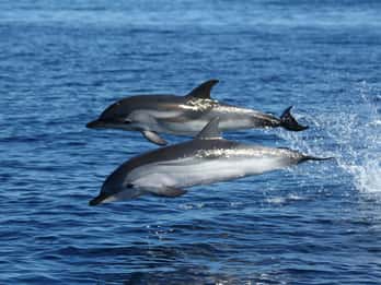 Olbia: Dolphin Watching & Snorkeling Boat Tour near Figarolo