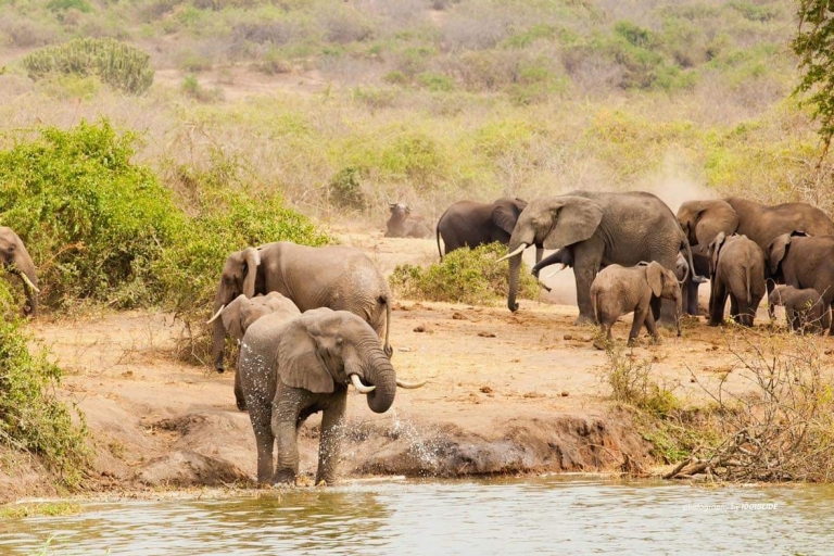 6-dniowe safari po dzikiej przyrodzie Ugandy Savanah