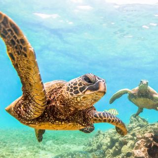 Maui: Molokini and Turtle Town Snorkel Tour with Lunch