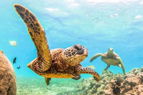 Maui: Molokini and Turtle Town Snorkel Tour with Lunch