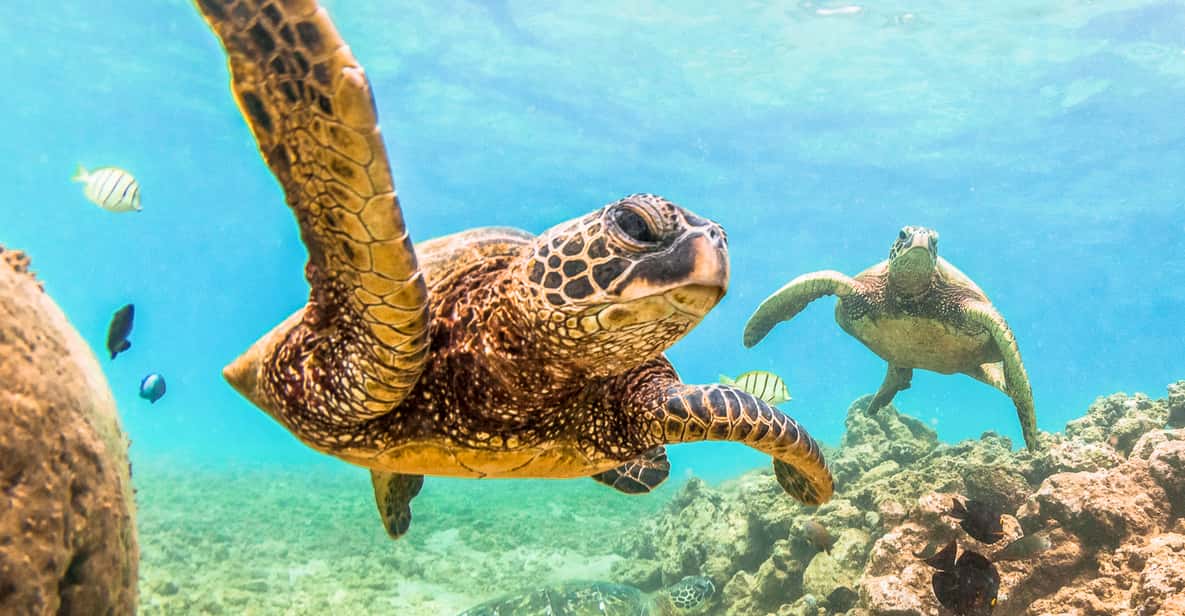 Maui: Molokini and Turtle Town Snorkel Tour with Lunch