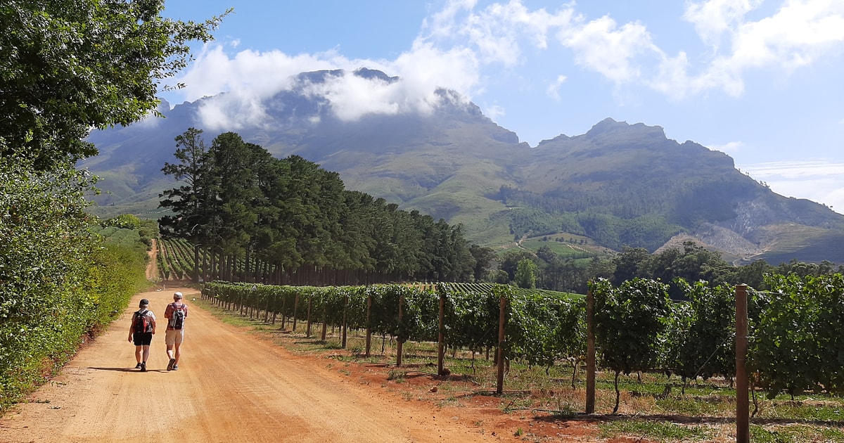 Desde Stellenbosch Paseo Guiado Por Los Viñedos De Stellenbosch ...