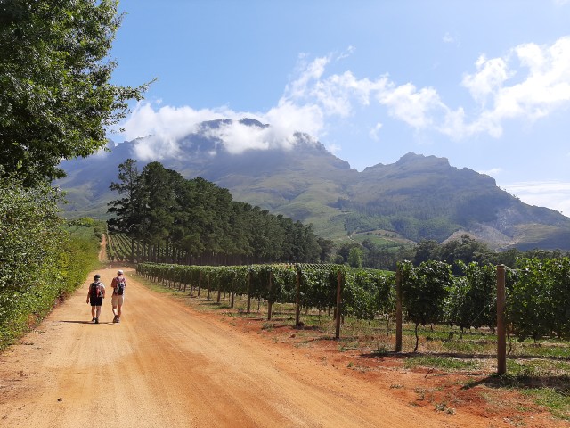Visit From Stellenbosch Stellenbosch Guided Vineyard Walk in Cape Town
