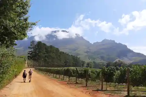 Von Stellenbosch aus: Stellenbosch Geführte Weinbergswanderung