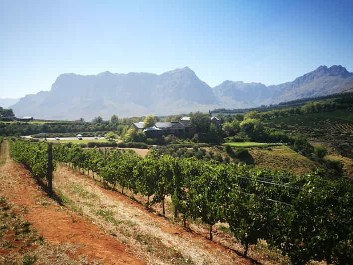 Da Stellenbosch: Passeggiata Guidata Tra I Vigneti Di Stellenbosch ...