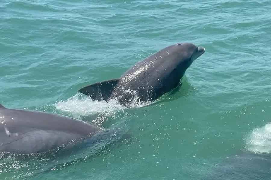 Myrtle Beach: Delfin-Katamaranfahrt mit Inselstopp. Foto: GetYourGuide