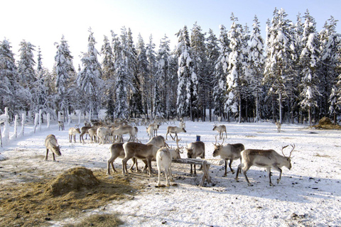 Ab Rovaniemi: Besuch einer Rentierfarm mit Schlittenfahrt