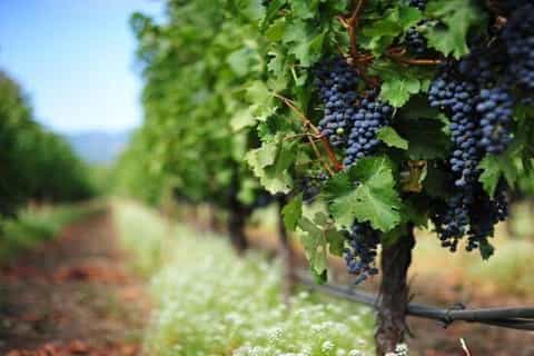 From Rethymno: Winery Tour & Cretan Folk Show with Dinner