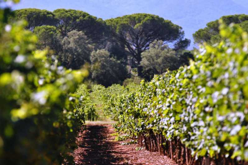 wine tasting tour aix en provence