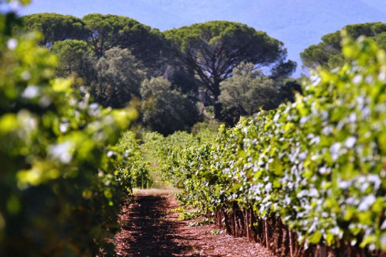 Calanques of Cassis, Aix-en-Provence i jednodniowa wycieczka z degustacją winaPrywatna wycieczka