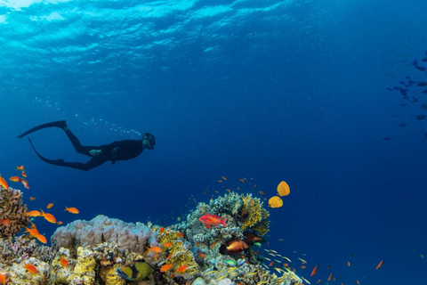 From Sharm: Ras Mohamed, White Island Snorkel & Dive & Lunch 1 Intro Dive Option Beginners & Professional