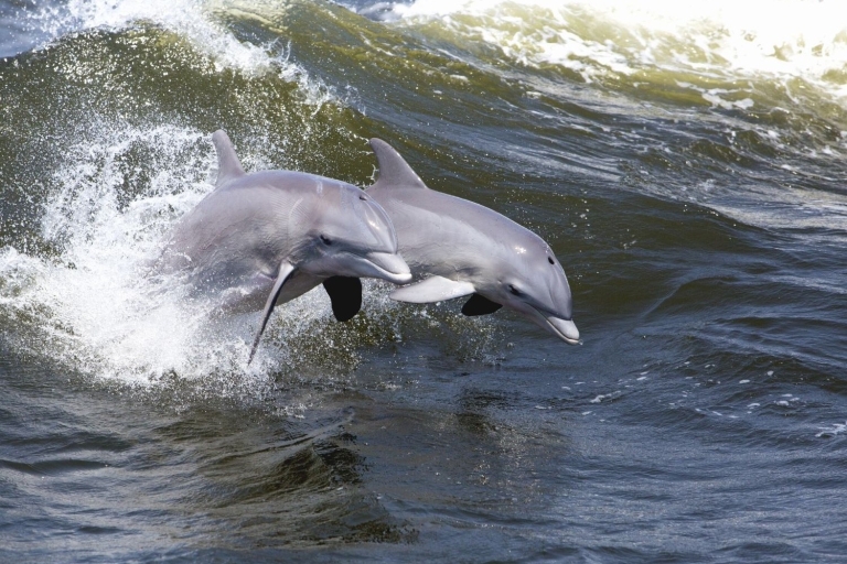 Hilton Head Island: crucero con delfines al atardecer