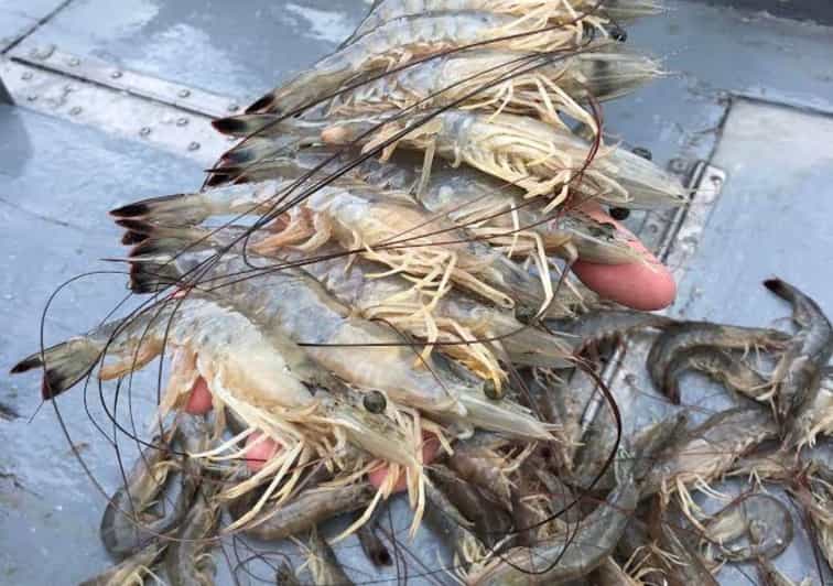 Hilton Head Island Shrimp Trawling Boat Tour GetYourGuide