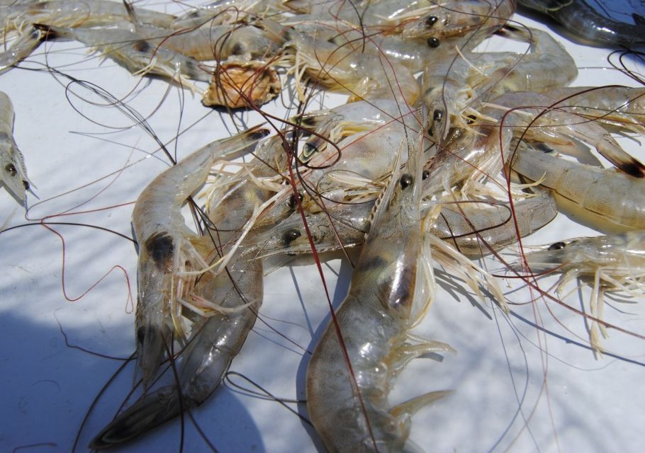 Hilton Head Island: Shrimp Trawling Boat Tour