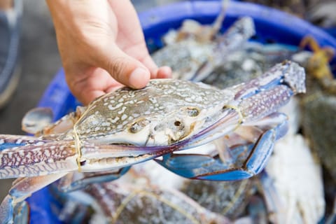 Hilton Head Island: Crabbing Expedition Boat Tour