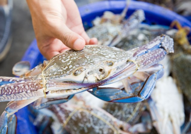 Visit Hilton Head Island Crabbing Expedition Boat Tour in Tybee Island