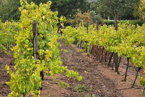 Cape Town: Cruise Passengers sunset Safari & Wine Tour