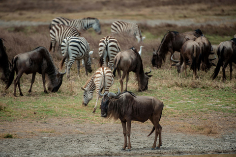 Arusha: Ngorongoro Crater & Tarangire 2-Day Safari Tour