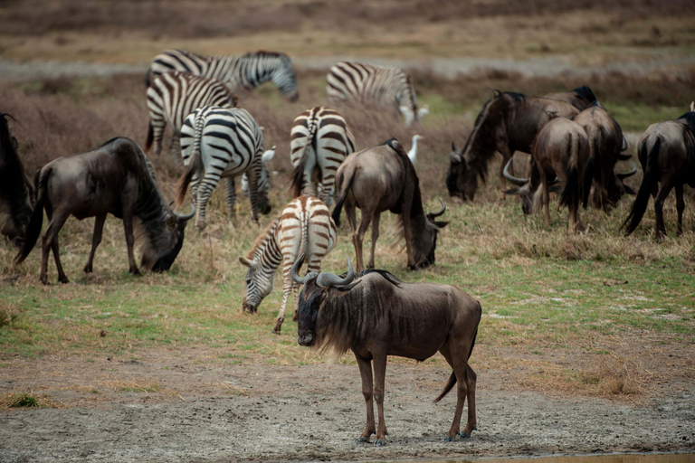 Arusha: Ngorongoro Crater & Tarangire 2-Day Safari Tour