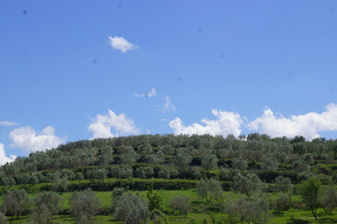 From Tirana: Berat City UNESCO Heritage and Belshi Lake TourTour with Hotel Pickup and Drop-off in Tirana